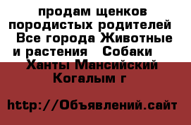 продам щенков породистых родителей - Все города Животные и растения » Собаки   . Ханты-Мансийский,Когалым г.